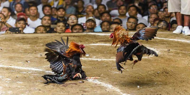 Sảnh đá gà hot với cuộc chiến cực mãn nhãn Sảnh đá gà hot với cuộc chiến cực mãn nhãn